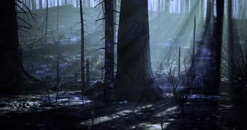 Mysterious Forest Illuminated By Soft Light During Early Morning Hours