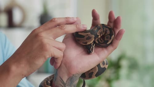 Manos de un hombre tatuado acariciando la piel de una serpiente pitón doméstica