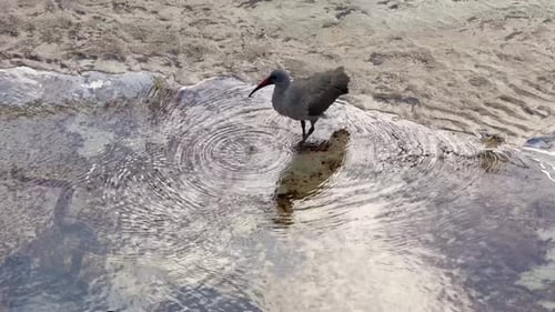 Gray Bird Foraging in Shallow Beach Water