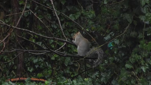 Squirrel playing with nut puts it in mouth then jumps away. Day time UK North London Borehamwood