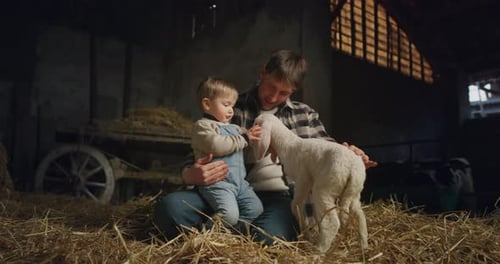 Man and Child Bonding with Lamb in Barn