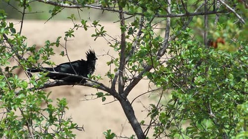 Spectacular Levaillant cuckoo bird hops from branch to branch in tree
