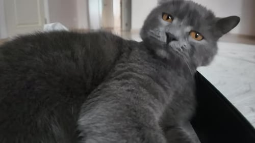 Schwarze britische Faltenkatze spielt zu Hause aus nächster Nähe