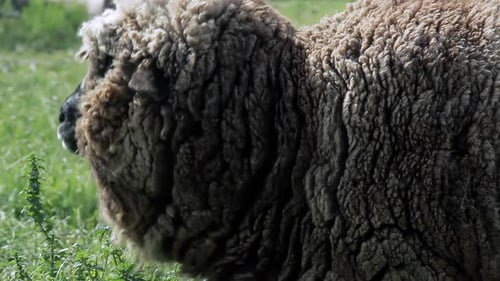 Sheep Staring at the Camera in a Field - 4K