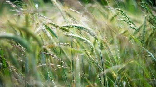 Das üppig grüne Weizenfeld schwankt anmutig in der sanften Brise der Landschaft
