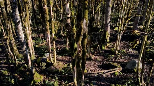 Moosiger Buchsbaumwald