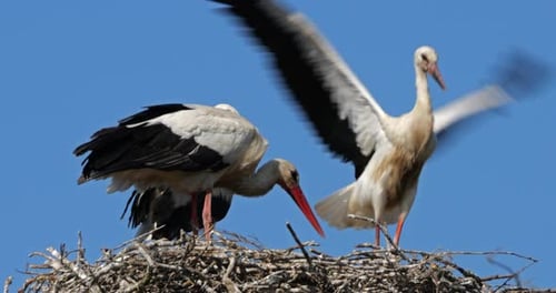 Erwachsene Störche beobachten ihre jungen Küken im Nest., Die Camargue, Frankreich