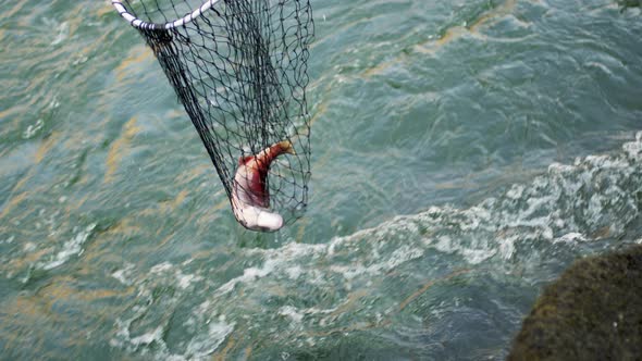 Traditional Indigenous First Nations salmon fishing along a river in BC ...