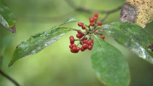 Close Up of Natural Red Currants on Tree New Zealand