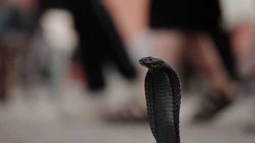 Close up of a cobra snake with hood raised in Jemaa El Fna square, Marrakech Medina.
