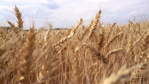 Moving through wheat ears in field. Media. Running through thick wheat field in summer.