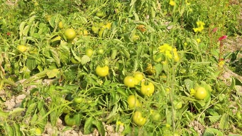Green Unripen Tomatoes On Farm Field. Static Shot
