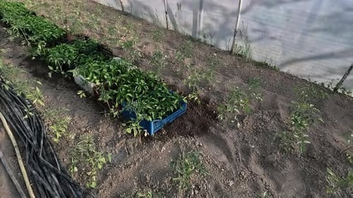Establishing New Plants in Greenhouse Garden