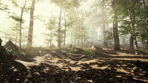 Sun Rising in a Forest with Fog