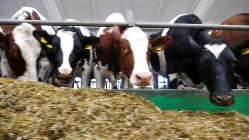 Long Row of Cattle Chewing Silage at Milk Factory Curious Cows Look Into Camera Eating Hay on Modern