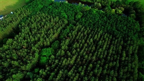 Dense Tree Canopies With Flowing Stream In Springtime. Aerial Drone Shot