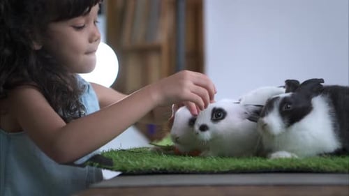 Child Petted Rabbits Indoors During Daytime