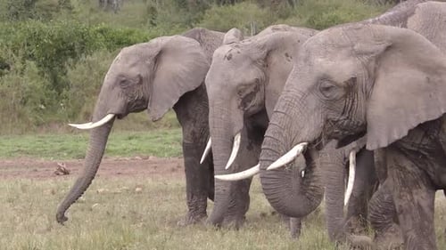 DES ÉLÉPHANTS PAISSANT DANS LA JUNGLE (PLAN LATÉRAL)