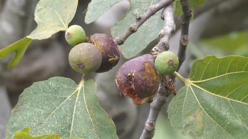Imagens de insetos em frutas de figo