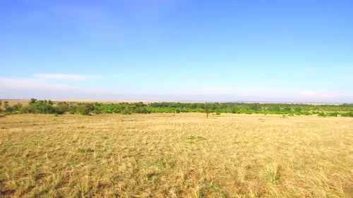 Nature Landscape Safari Environment and Wildlife Concept - Maasai Mara National Reserve