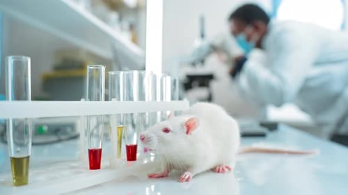 Lab Rat at Work Next to Test Tubes