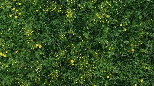 Fresh green spring grass with yellow meadow flowers