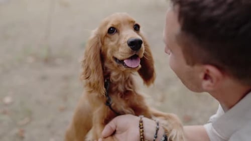 Man and His Adorable Cocker Spaniel Puppy Share a Loving Moment in the Park