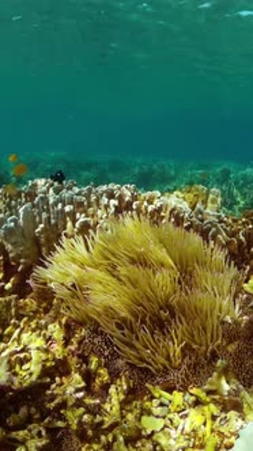 Colorful Coral Reef Ecosystem with Tropical Fish