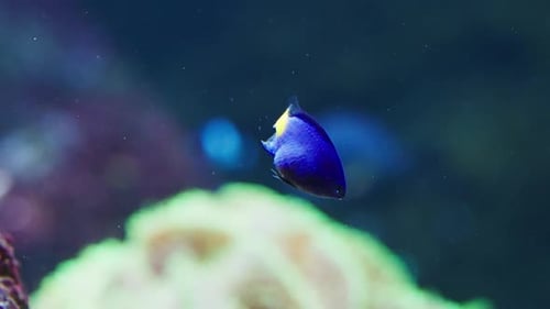 Yellowtail Blue Damsel In A Steady Position