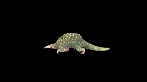 Wild Pangolin Run