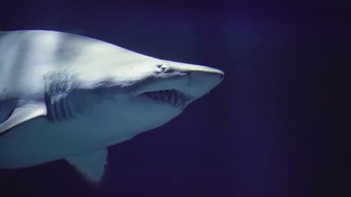 Underwater Shark Swimming in the Deep Blue Sea
