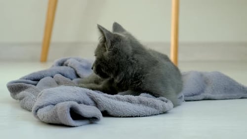 Kittens Playing at Home Selective Focus