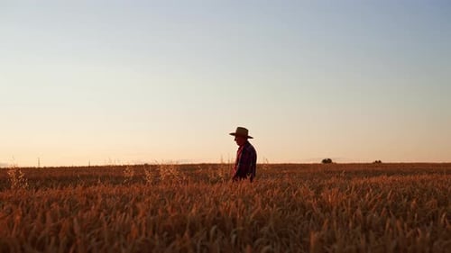 Male adult farmer in a straw hat walks by the field of ripe wheat.