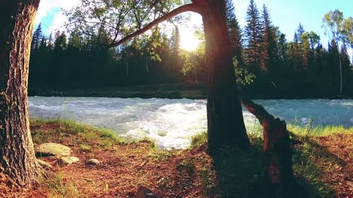 Meadow at Mountain River Bank Landscape with Green Grass Pine Trees and Sun Rays Movement on