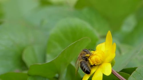 Bee Pollinating a Bright Yellow Flower in Nature
