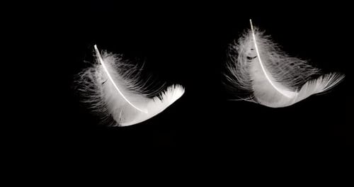 Plumas de cisne blancas sobre fondo negro.