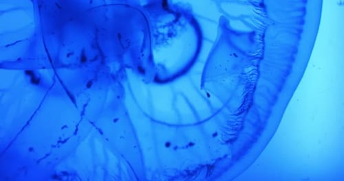 Close Up Footage of Moon Jellyfish Slowly Floating Underwater Sealife