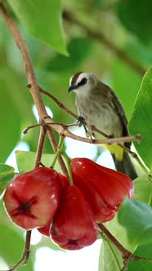 Vertical video. Yellow Vented Bulbul Sitting on Branch Beside Cluster of Rose Apples Surrounded by