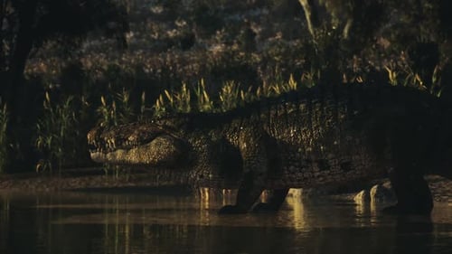 Crocodile se reposant près de l'eau dans un habitat naturel serein