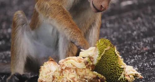 Wild Toque Macaque Feeding On Jackfruit On Rooftop In Sri Lanka