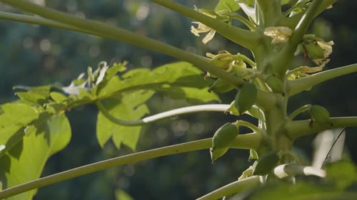 Close up rack focus of papaya tree with flowers and fruits growing. Handheld