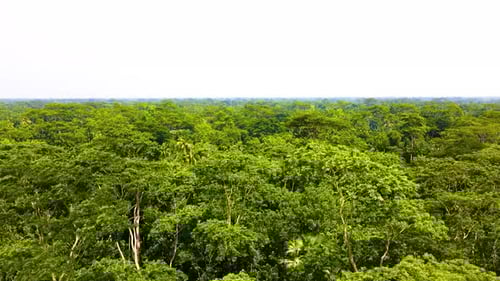 Dense amazon forest, aerial tree green canopy nature panoramic, clear skyline
