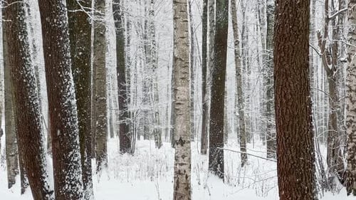 A Snowstorm in a Winter Public Park It is Snowing Heavily Snowflakes are Slowly Falling Tree