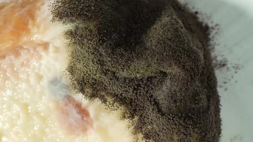 A mold and fungus growth on bread.