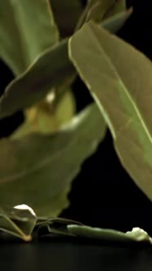 A Bay Leaf Falls on the Table Filmed on a Highspeed Camera at 1000 Fps