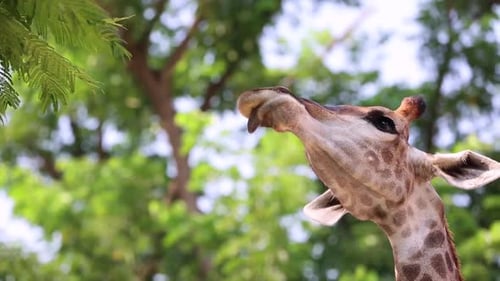 Gros plan de la tête et du cou de girafe vers le haut