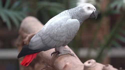 Profile close up shot of a congo African grey parrot, psittacus erithacus standing still on the wood