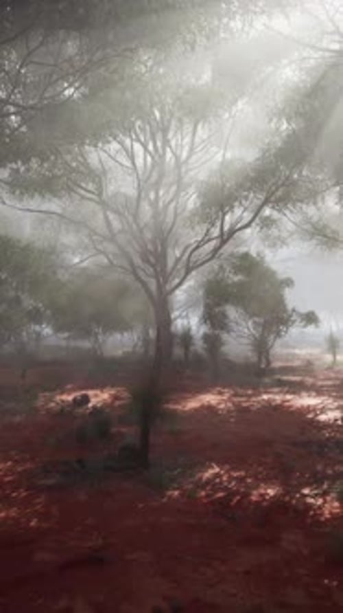 Sunlight Streaming Through Foggy Forest Trees