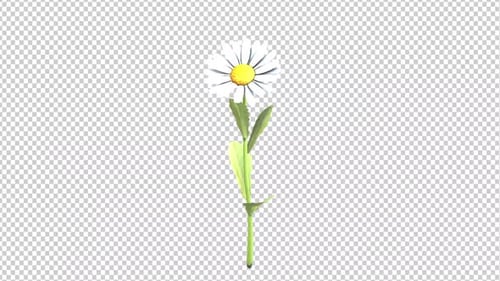 Modern Animated Daisy Flower Closing