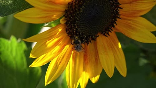 Bee collecting pollen on sunflower in Wyoming